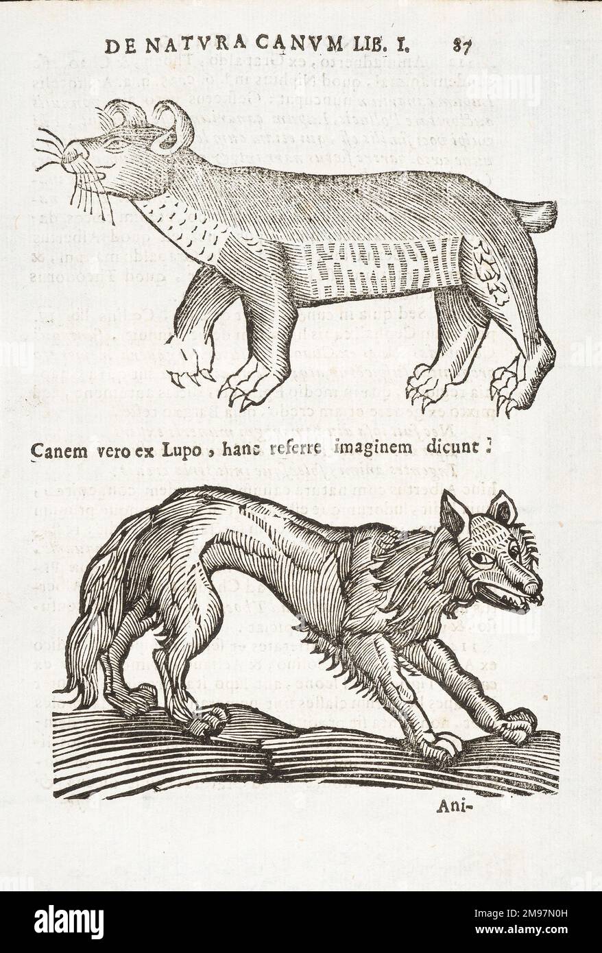 Zwei Tiere: wolf und/oder Hund. Holzschnitt von Andreas Cirinus, De natura et solertia canum liber singularis. Vol I Stockfoto
