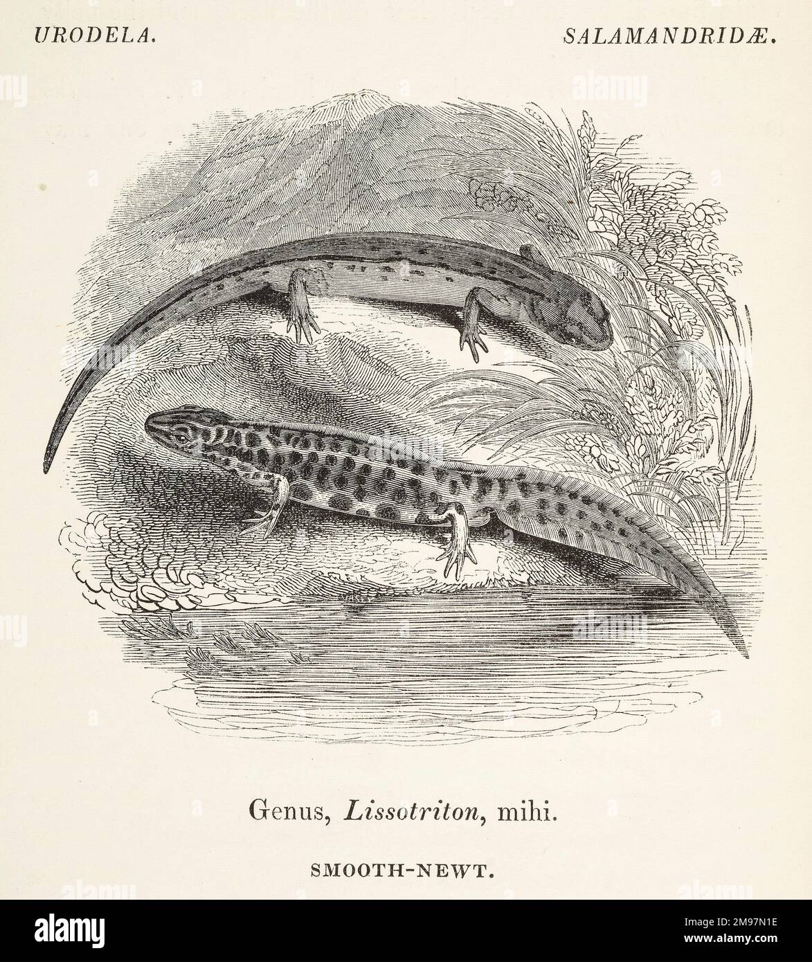 Gewöhnlicher Glattmolch, Lissotriton punctatus. Holzschnitt von Thomas Bell, Eine Geschichte britischer Reptilien. Stockfoto