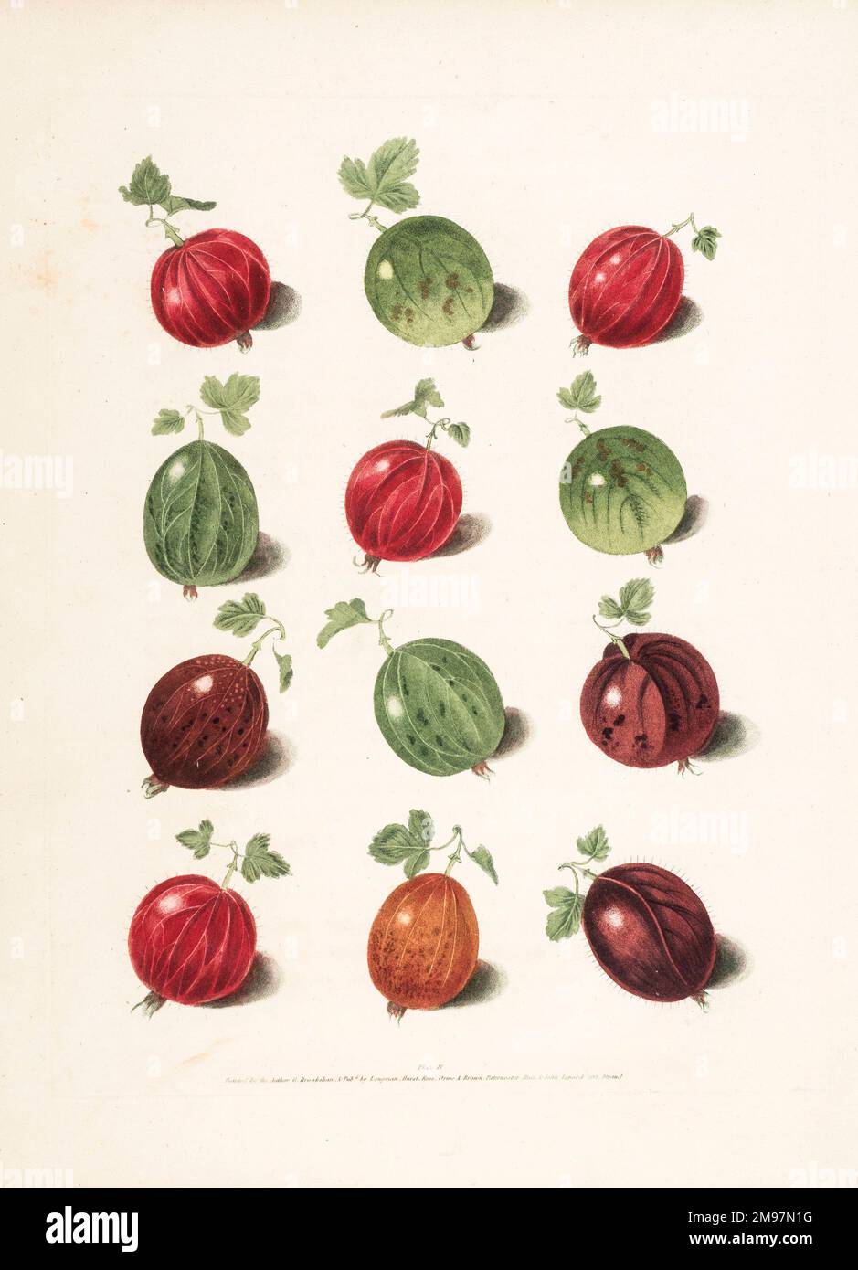 Stachelbeersorten. Illustration von George Brookshaw, Pomona Britannica. Platte IV Stockfoto