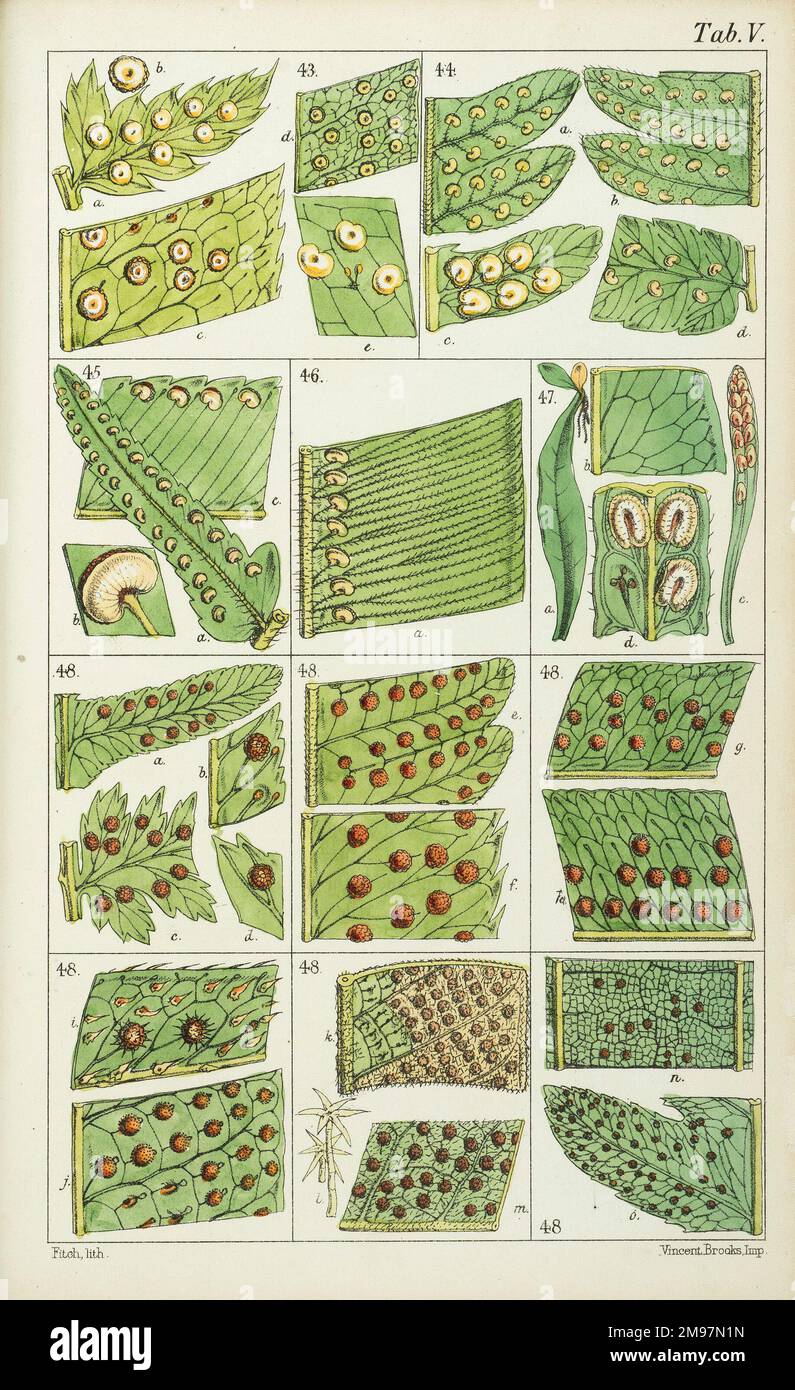 Portionen Farn. Chromolithographen von John Gilbert Baker und Sir William Jackson Hooker, Synopsis filicum oder eine Synopsis aller bekannten Farne. Aus der Natur gezeichnet von Mr. Fitch, F.L.S. Stockfoto