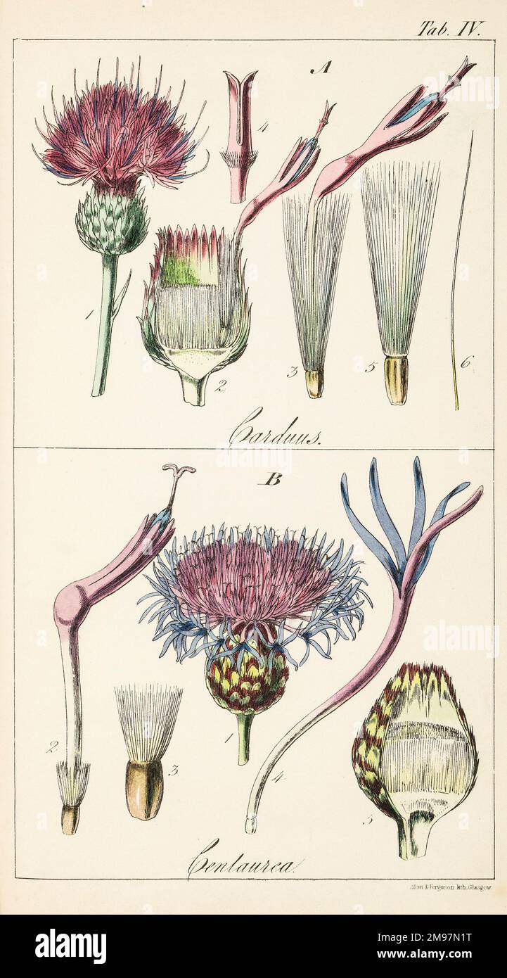 Gattungen Carduus („True Thistle“) und Centaurea. Chromolithograph von Sir William Jackson Hooker, The British Flora, Vol. 1. Registerkarte IV Stockfoto