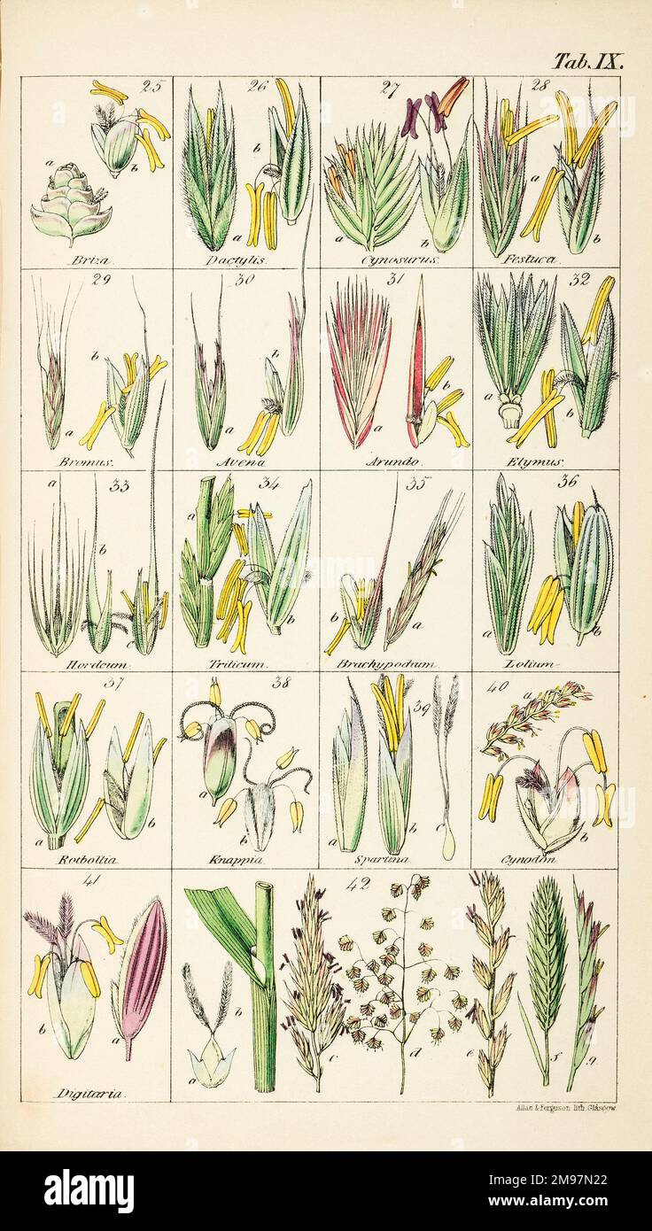 Gräser. Chromolithograph von Sir William Jackson Hooker, The British Flora, Vol. 1. Registerkarte IX Stockfoto
