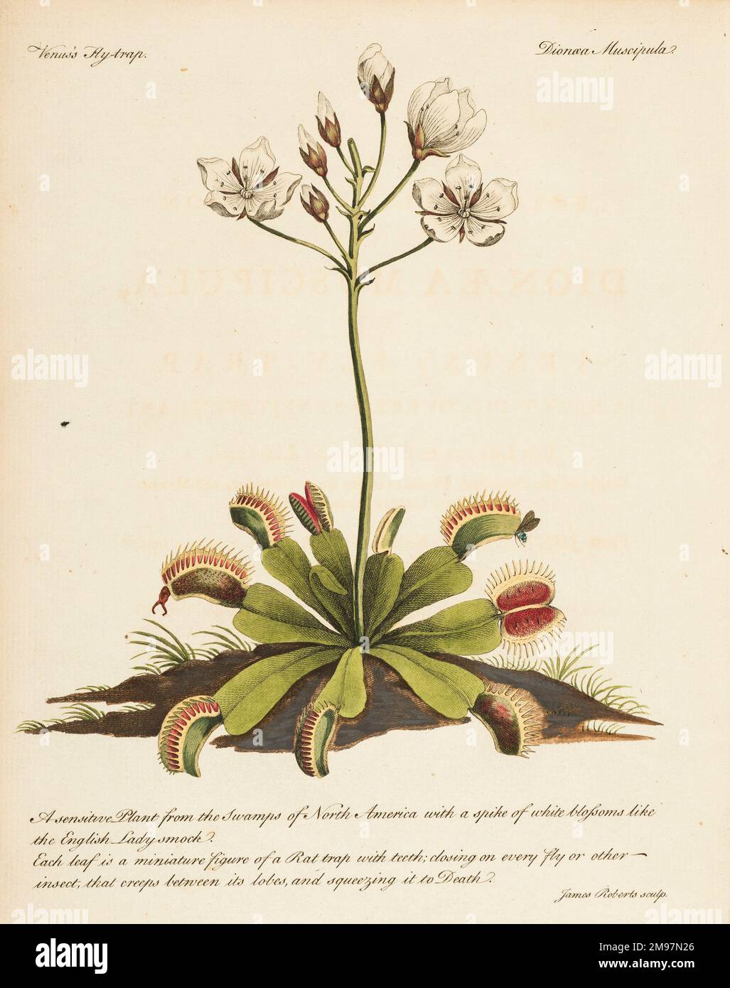 Venus flytrap, Dionæ muscipula. Illustration von John Ellis, Wegbeschreibung für die Überführung von Samen und Pflanzen aus den Ostindien … Hinzu kommen die Abbildung und die botanische Beschreibung einer neuen empfindlichen Pflanze namens Dioneaea muscipula oder Venus-Fliegenfalle Stockfoto
