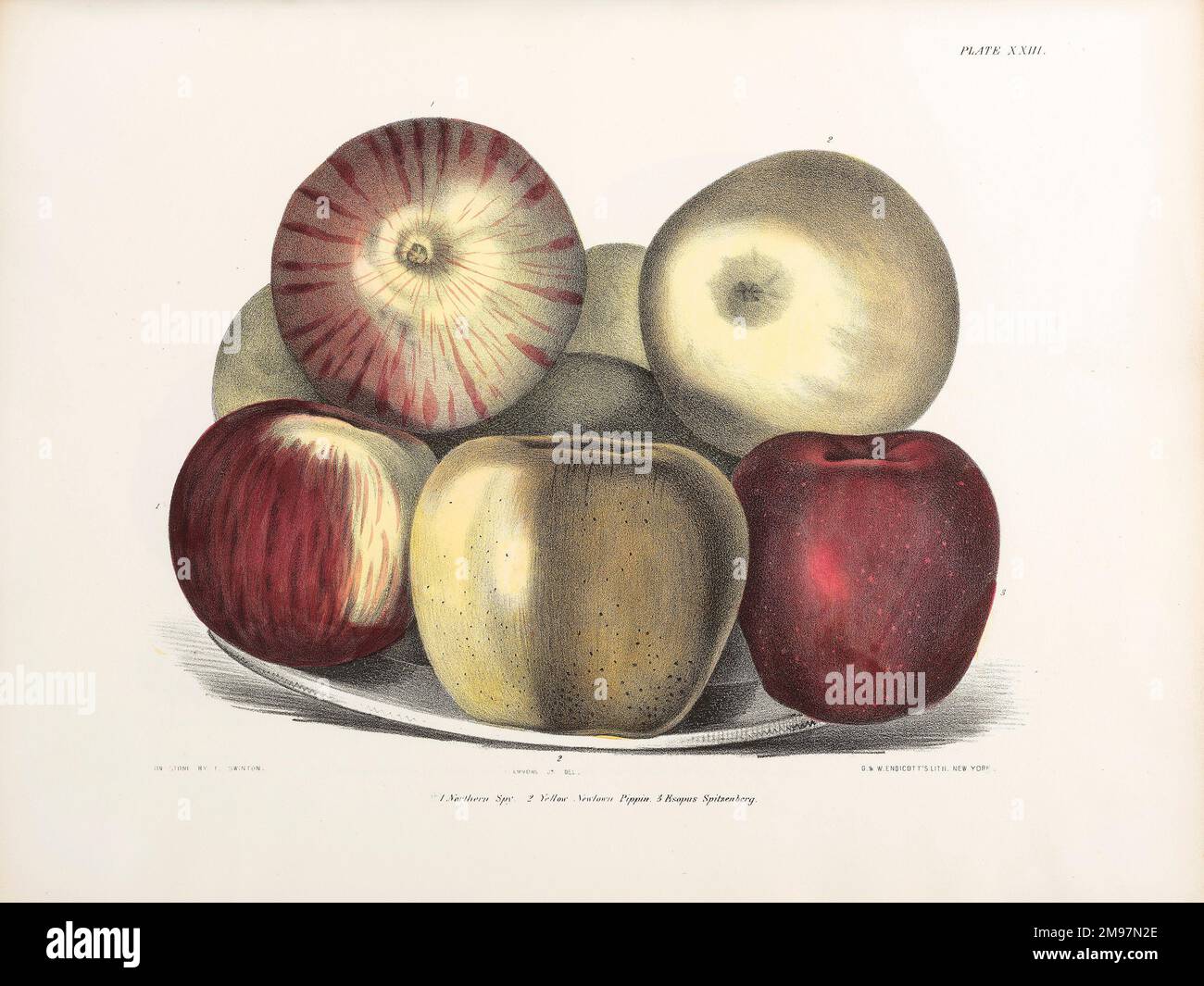 Äpfel, drei Sorten. Lithograph von Ebenezer Emmons, Agriculture of New York: vol. 3 - Fruits. Platte XXIII. Stockfoto