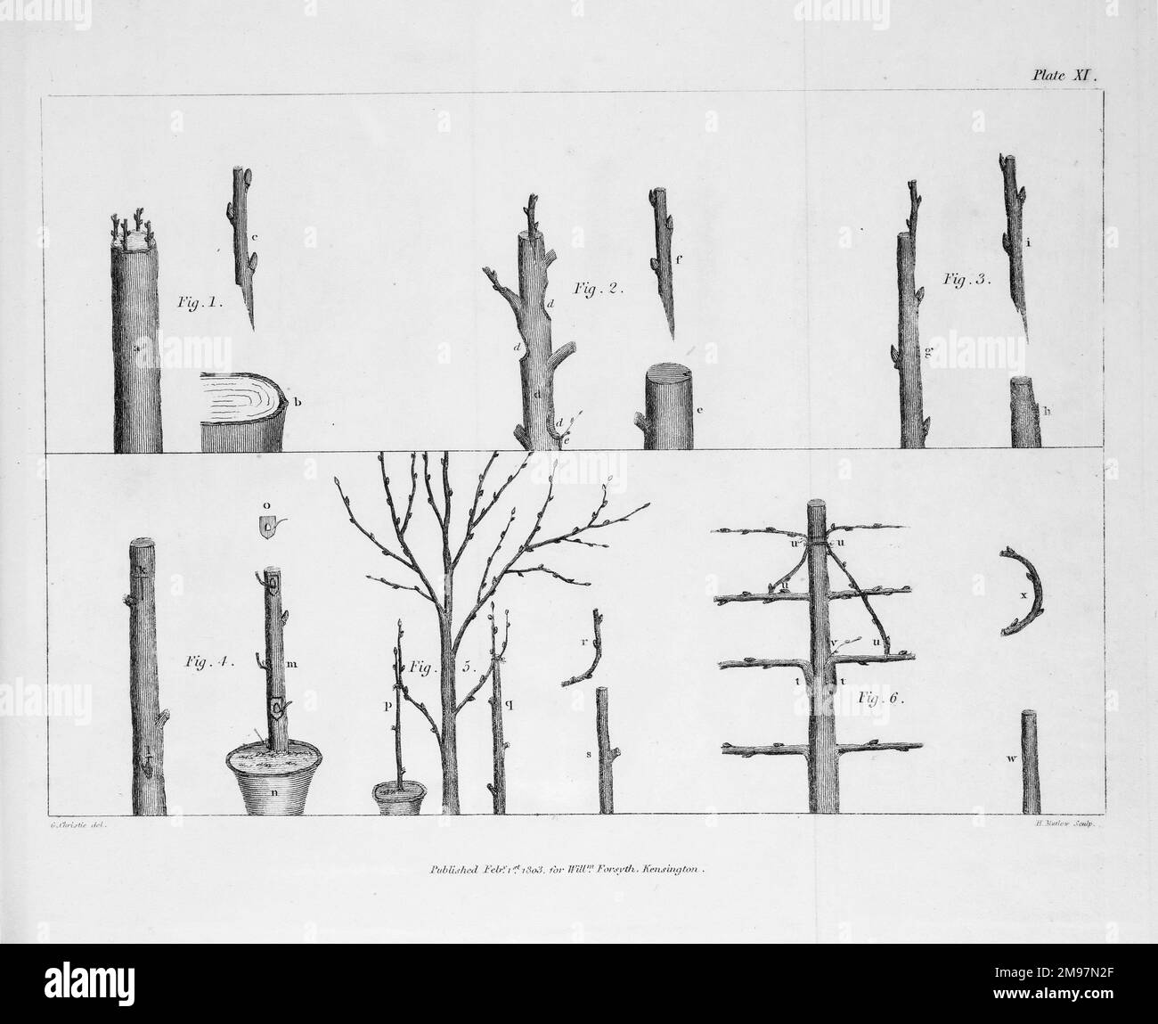 Arboreale Veredelungsprozesse, 2 Kopien: Schwarzweiß und Farbe. Gravur, wahrscheinlich von H. Mutlow, von William Forsyth, Eine Abhandlung über die Kultur und Bewirtschaftung von Obstbäumen. Platte XI. Stockfoto