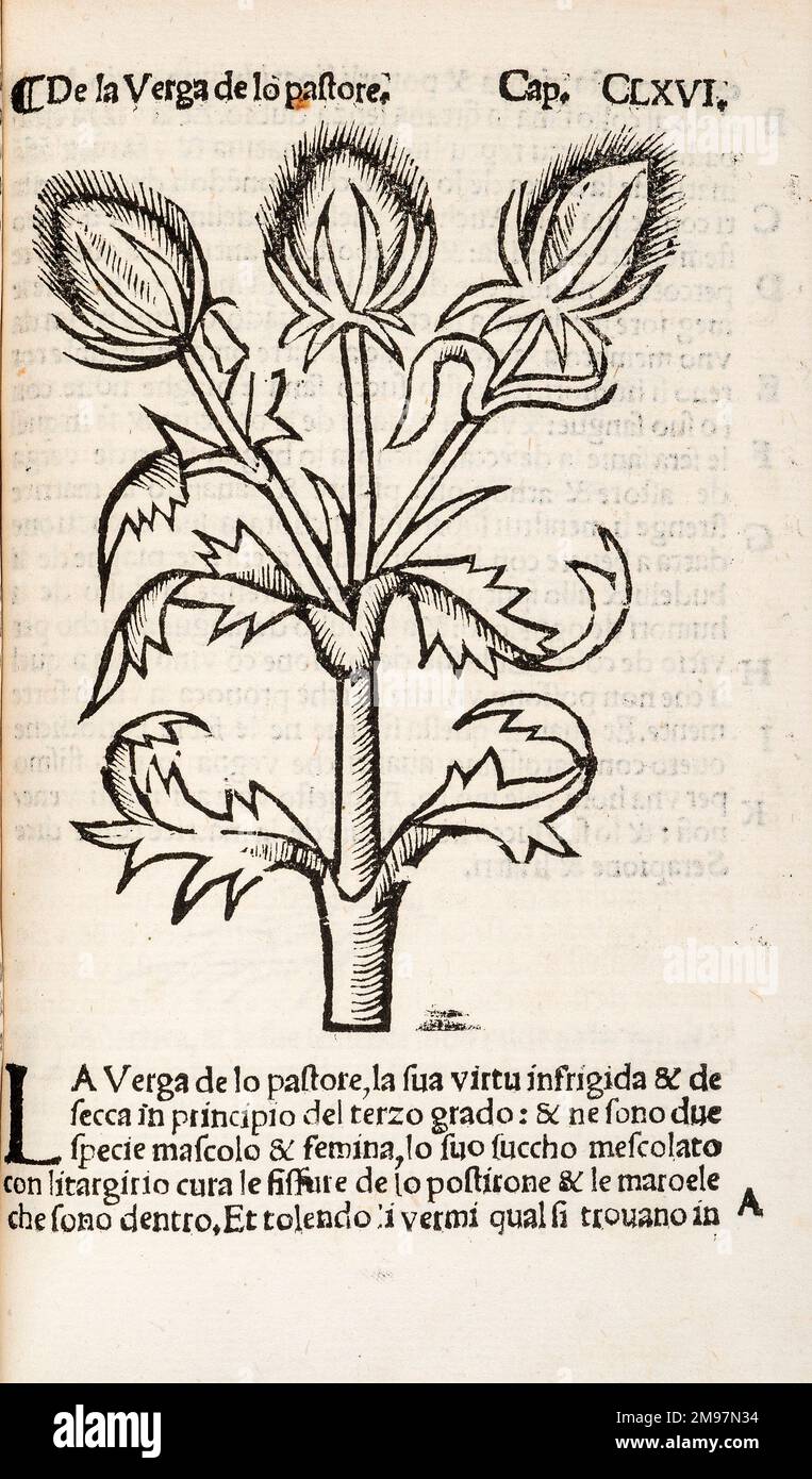 Common Teasles oder Shepherd's Rod. Holzschnitt-Illustration von Herbolario volgare Stockfoto
