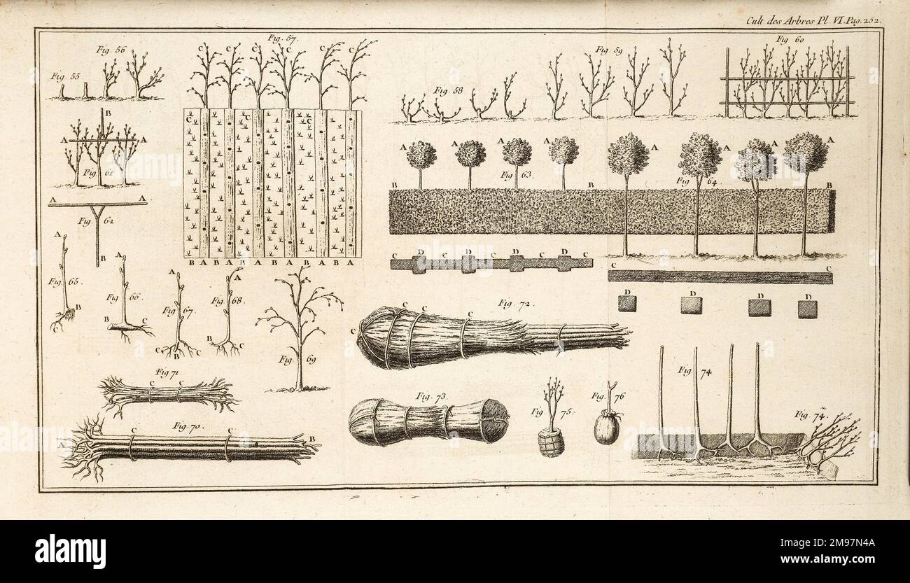 Darstellung des Anbaus und der Pflege von Bäumen. Illustration (intaglio) aus Henri Louis Duhamel du Monceau, des semis et Plantations des arbres, et de leur culture. Platte VI Stockfoto