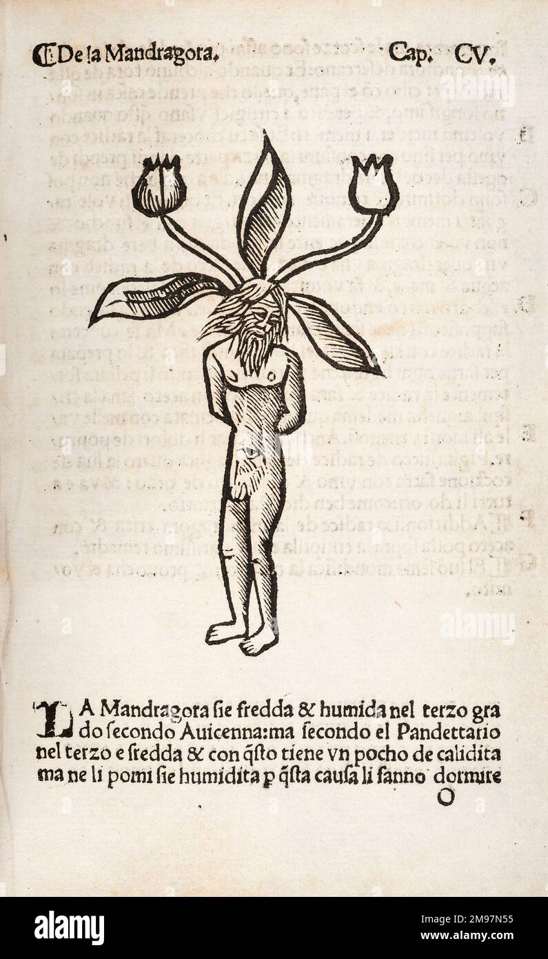 Mandragora oder Mandrake (männlich). Holzschnitt-Illustration von Herbolario volgare Stockfoto