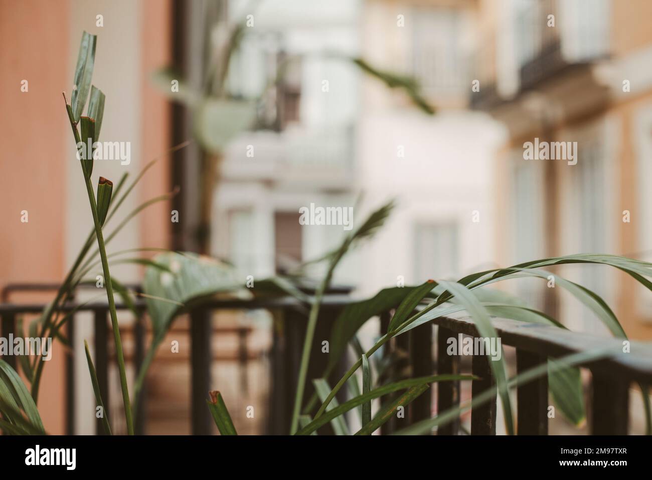 Zimmerpflanzen auf einer Apartmentterrasse, Spanien Stockfoto