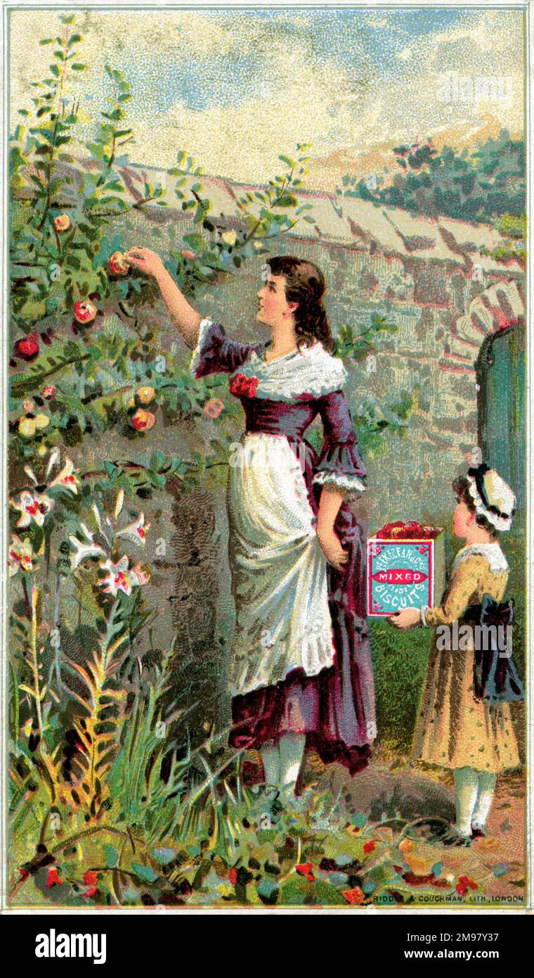 PEEK Frean Kekse Werbung Handelskarte - Äpfel pflücken. Stockfoto