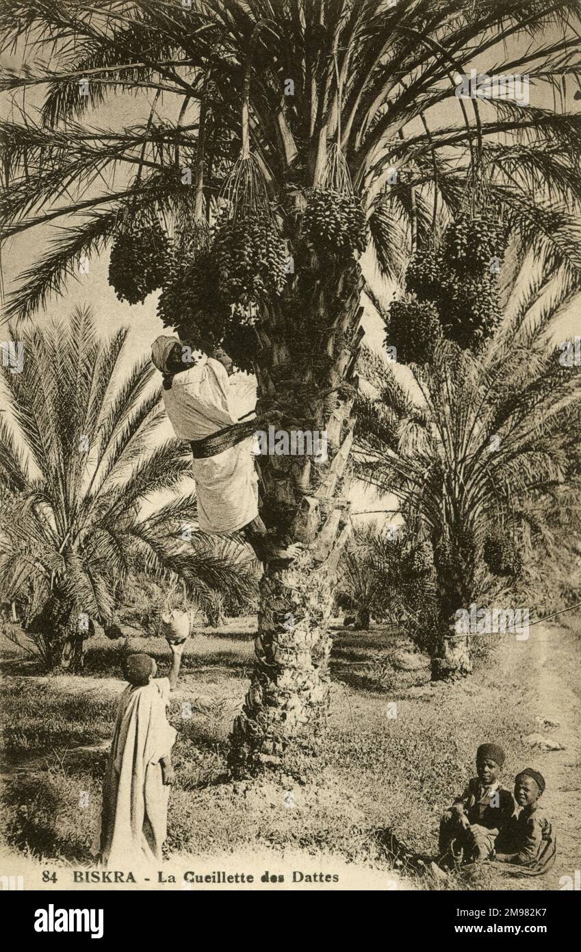 Ein Mann klettert auf eine Dattelpalme, um die reifen Datteln aus den Bündeln oben auf dem Baum zu pflücken. Kinder sitzen unten und helfen bei der Sammlung. Stockfoto