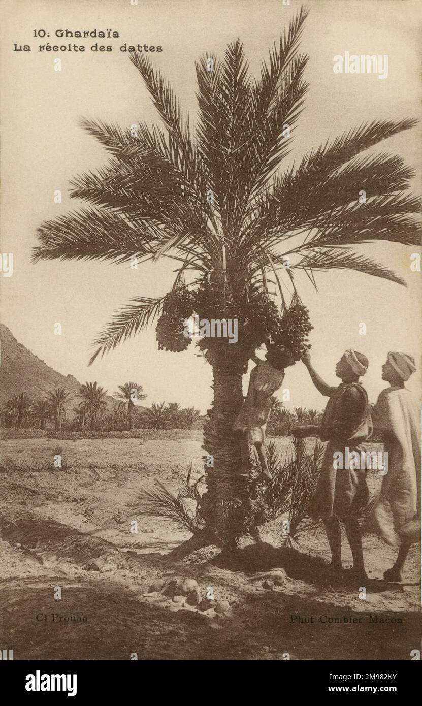 Datumsauswahl, Ghardaia. Ein Kind klettert auf eine Dattelpalme, um die Früchte zu ernten. Zwei ältere Jungs stehen hinter ihm und helfen. Stockfoto
