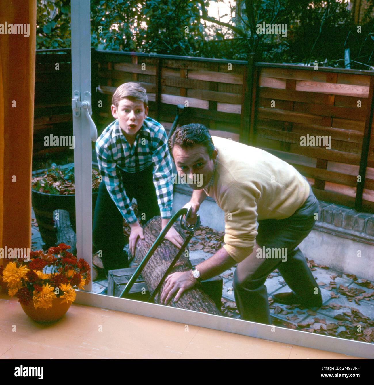 Werbung für Ross Frozen Foods - Vater und Sohn sägen einen Baumstamm im Garten. Stockfoto