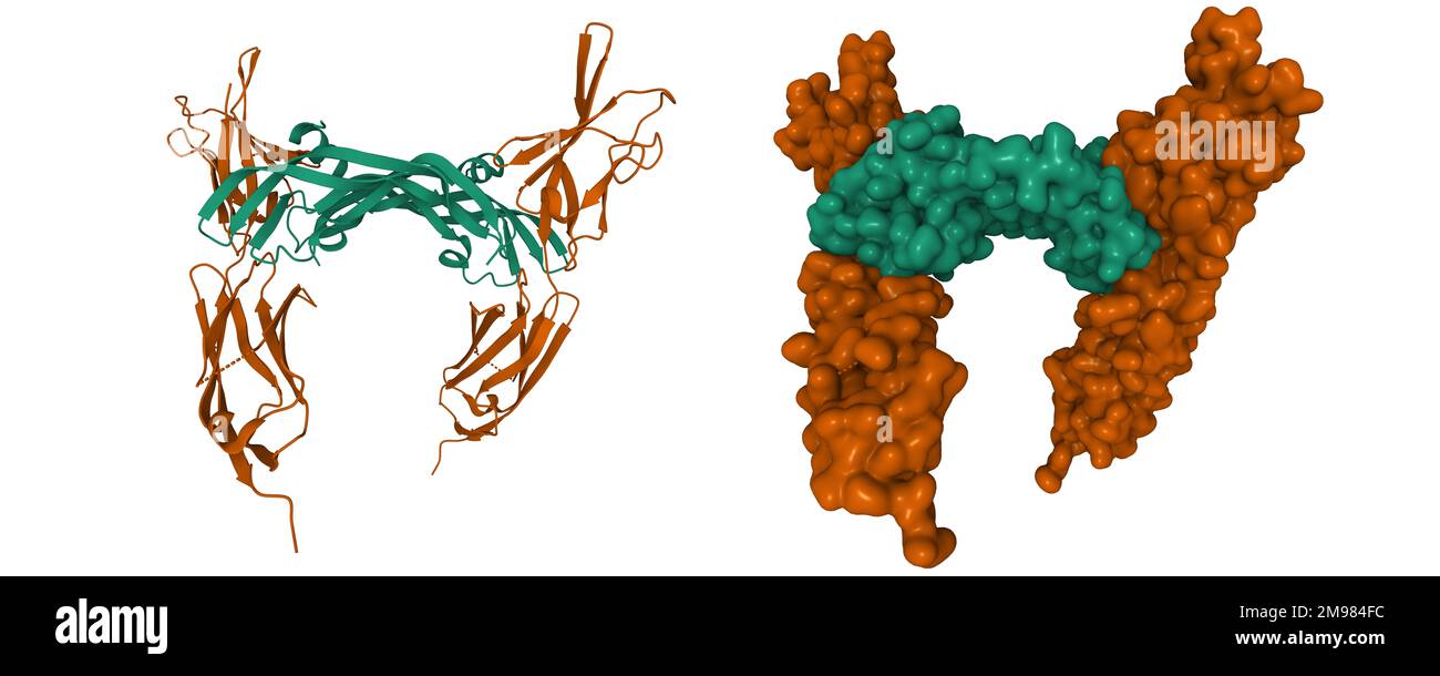 VEGFR-2 (braun) - VEGF-E (grün) komplexe Struktur. 3D-Cartoon- und Gaußsche Oberflächenmodelle, PDB 3v6b, weißer Hintergrund Stockfoto