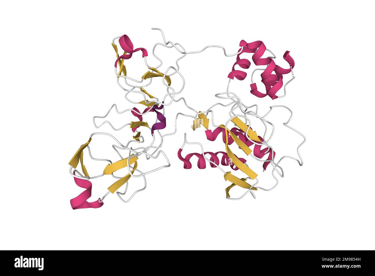 Struktur der humanen Matrixmetalloproteinase MMP9 (Gelatinase B). 3D-Cartoon-Modell, Farbschema der sekundären Struktur, PDB 1l6j, weißer Hintergrund Stockfoto