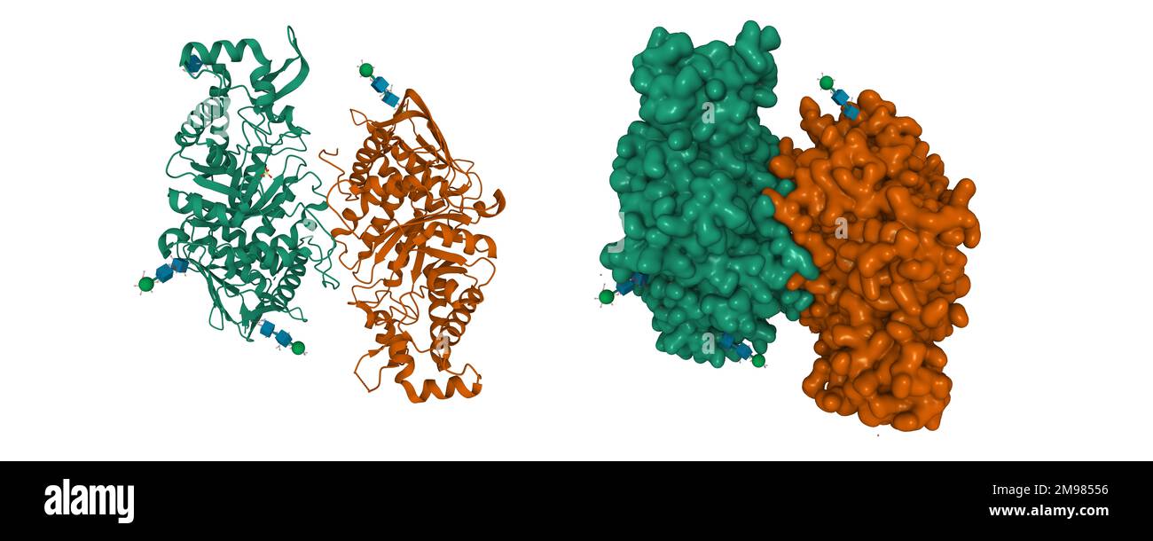 Kristallgraphische Struktur der humanen beta-Hexosaminidase A. 3D-Cartoon- und Gaußsche Oberflächenmodelle, PDB 2gjx, weißer Hintergrund Stockfoto