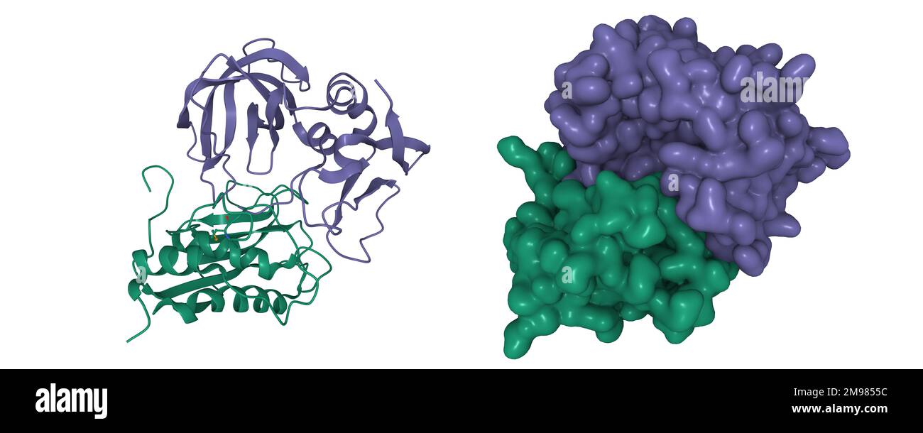 Matrix-Metalloproteinase-3 (grün) und Gewebehemmer von Metalloproteinasen - 1 (violett)-Komplex. 3D-Cartoon- und Gaußsche Oberflächenmodelle, HVE 1uea Stockfoto