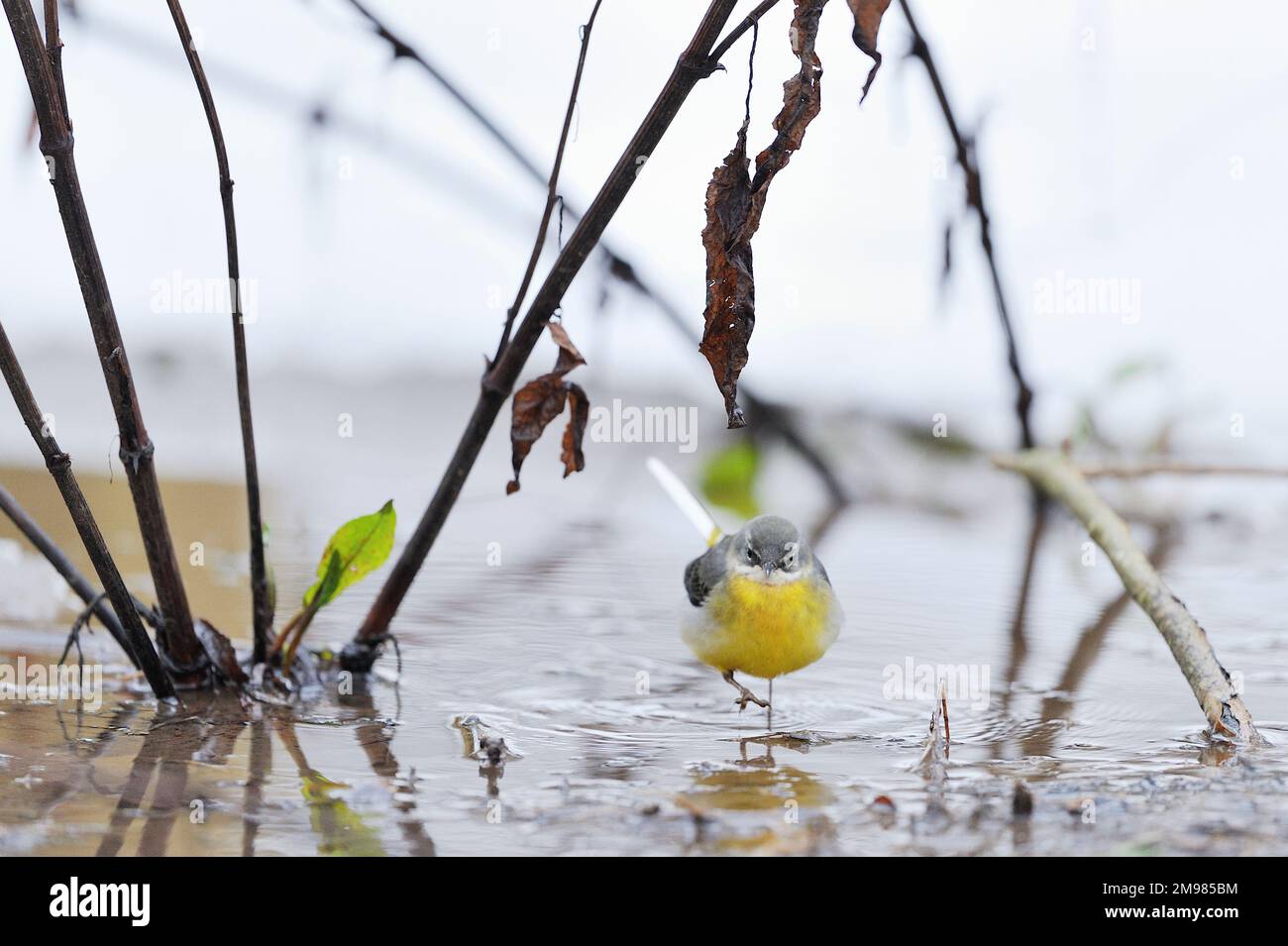 Grauer Wagtail (Motacilla cinerea), Futtersuche auf nassem Moor in der Nähe des Frühlings bei Frost, Berwickshire, Schottische Grenzen: Schottland Stockfoto