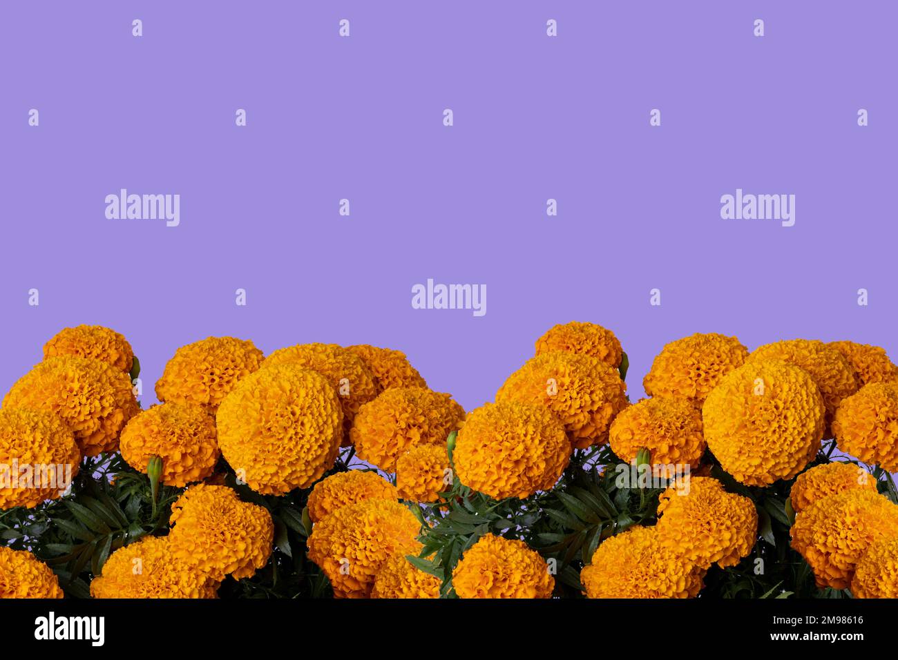 Cempasuchil-Blume mit Platz für Text oben und lila Hintergrund. Stockfoto