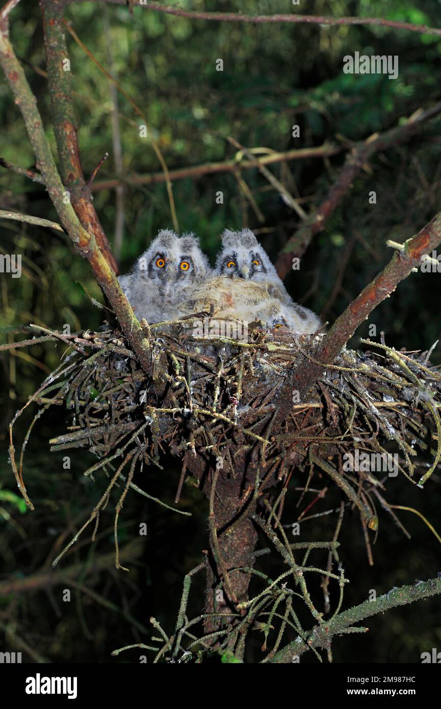 Langohrige Küken (Aiso otus) im Nest in einer kommerziellen Forstplantage, Dumfries-shire, Schottland, Mai 2011 Stockfoto