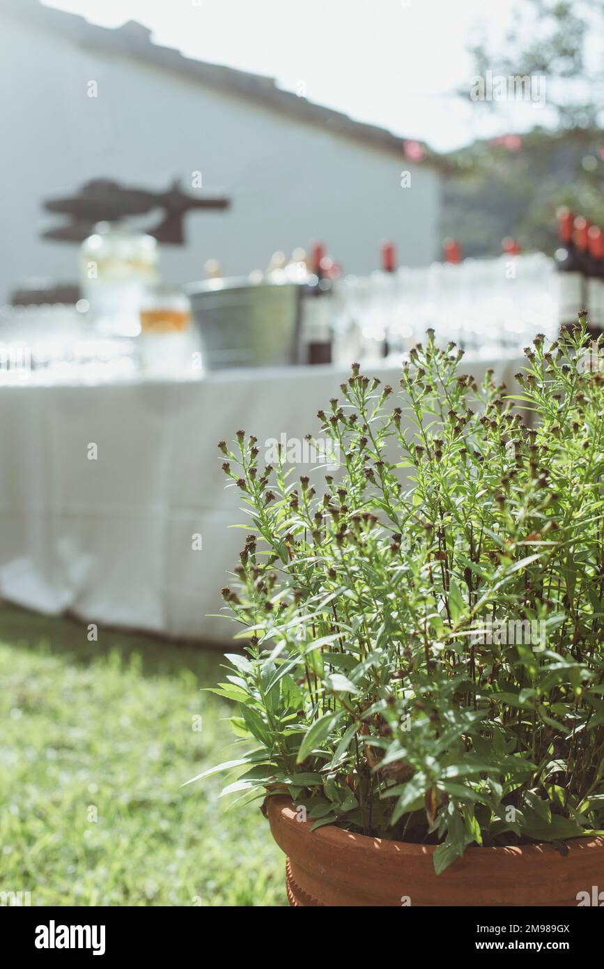 Topfpflanzen vor einer Bar auf einem Gartentisch mit Flaschen Wein, Champagner und Wasser Stockfoto