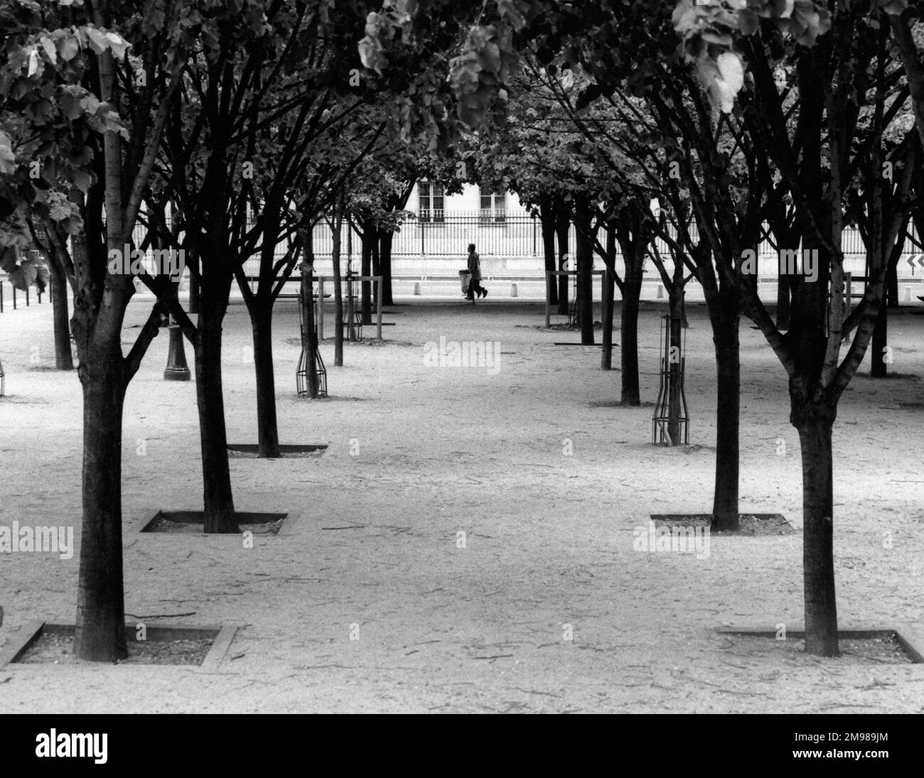 Bäume in einem Pariser Park, Frankreich. Stockfoto