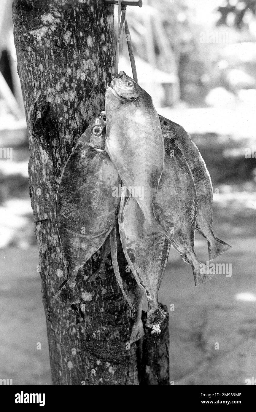 Ich habe Fische gefangen, die an einem Baum auf der Insel La Digue auf den Seychellen hängen. Stockfoto