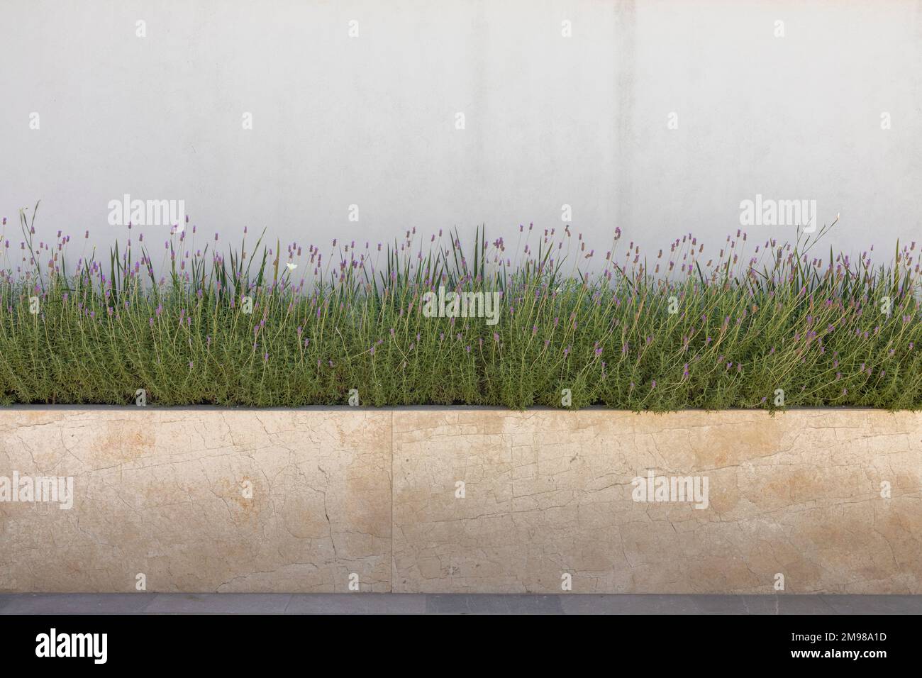 Wand mit Lavendelpflanzen in einer Marmorpflanze mit einer weißen Wand im Hintergrund. Stockfoto