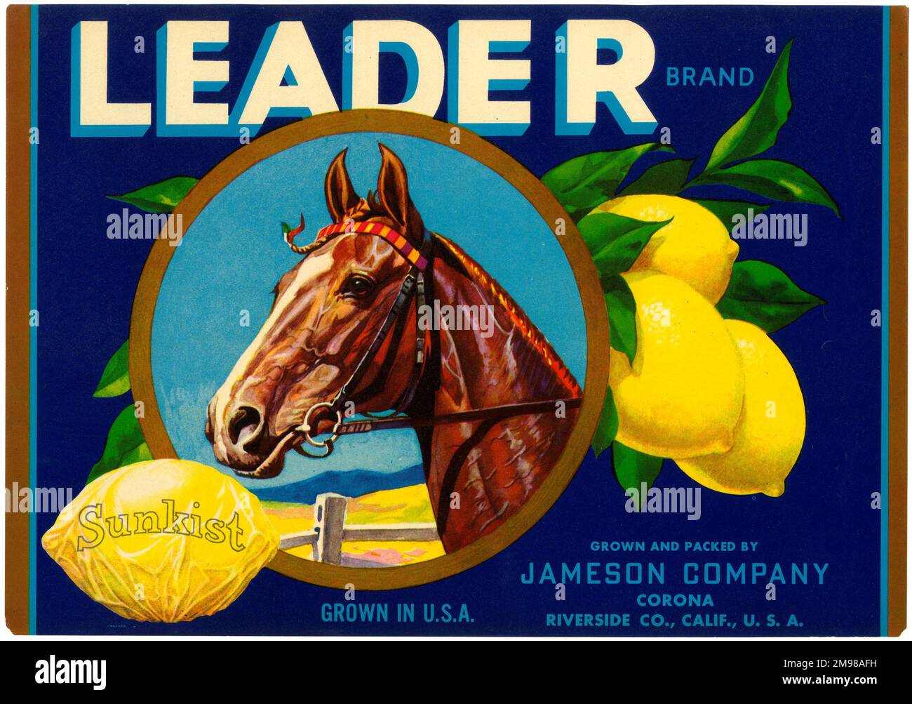 Etikettendesign, Leader Sunkist Lemons. Stockfoto