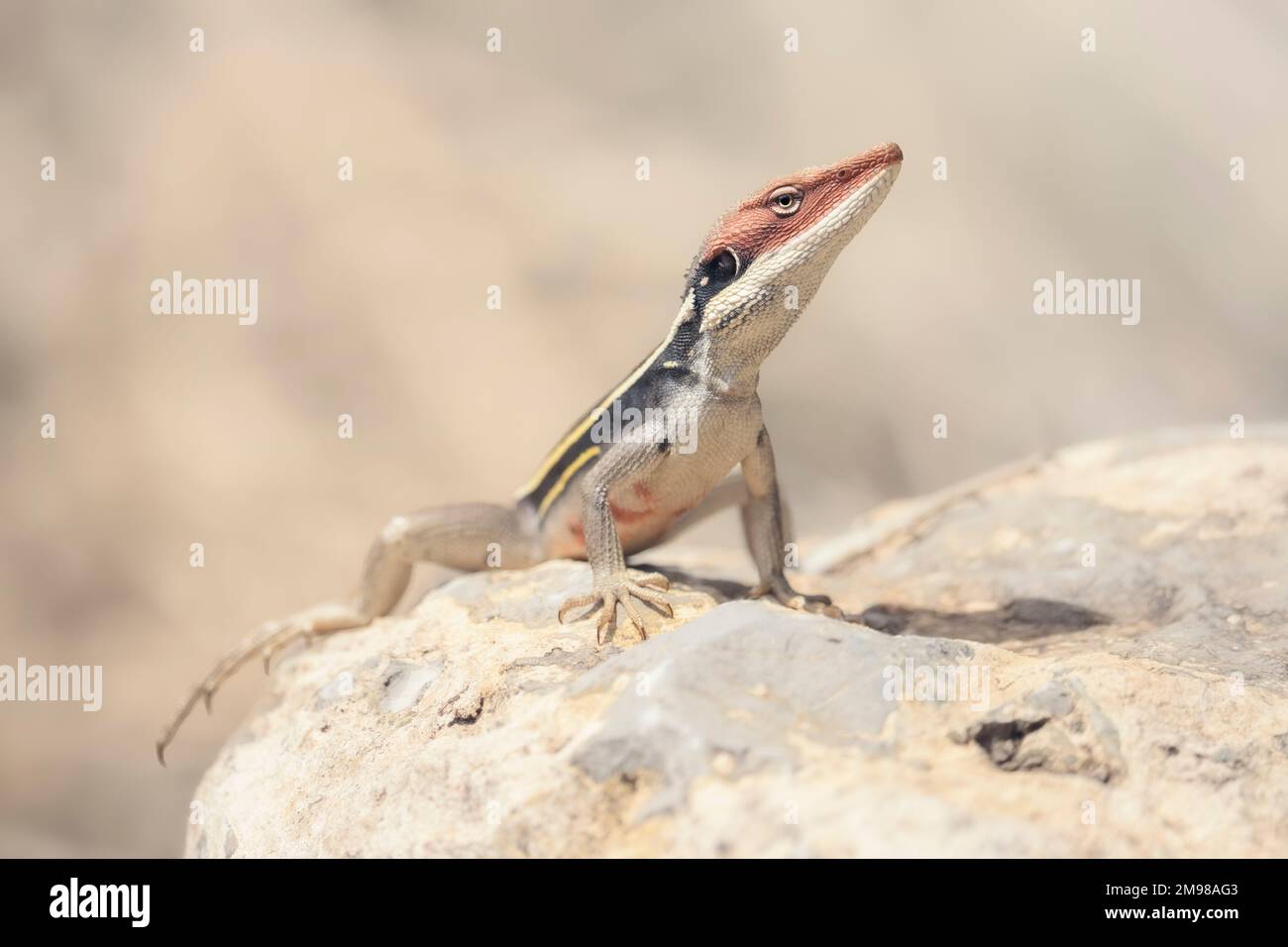 Porträt eines männlichen Langnasendrachen (Gowidon longirostris) auf einem Felsen in Zentralaustralien Stockfoto