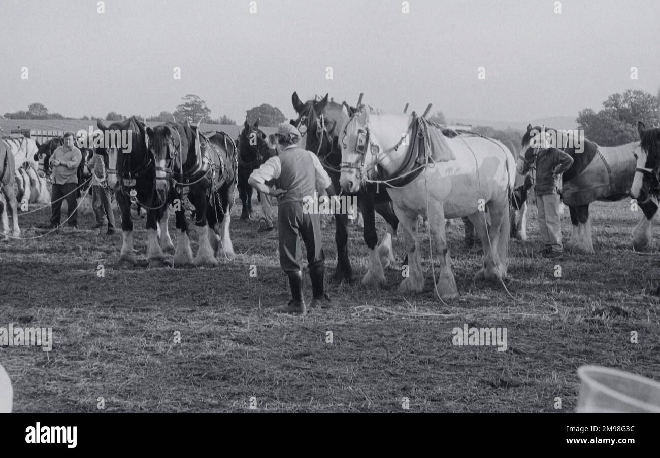 Schwere Pferde beim Pflügen in West Sussex England Stockfoto