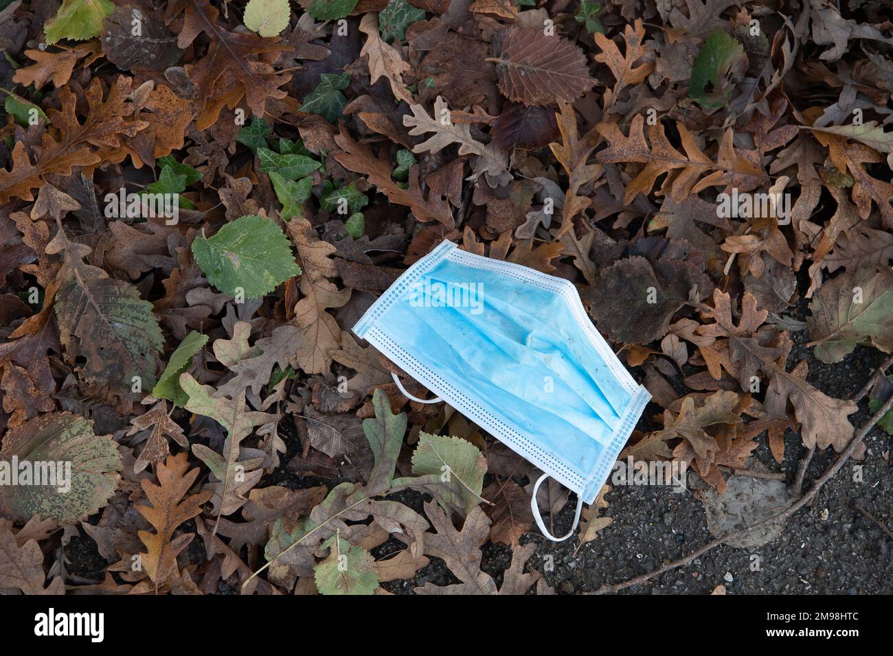 Slough, Berkshire, Großbritannien. 14. Dezember 2022. Verwendete Gesichtsmasken, die von Patienten in einer Hecke außerhalb des Wexham Park Hospital in Slough weggeworfen wurden. Kredit: Maureen McLean/Alamy Stockfoto