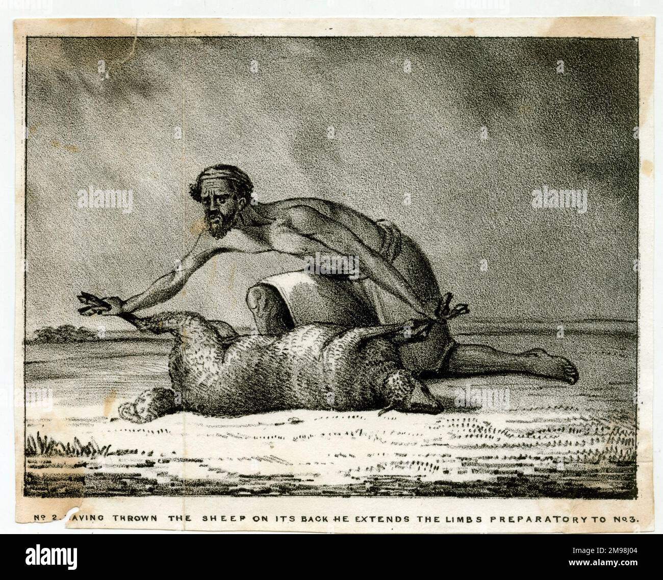 Der Schaffresser von Hindustan, Nr. 2, nachdem er die Schafe auf den Rücken geworfen hatte, streckt er die Gliedmaßen vor Nr. 3 aus. Stockfoto