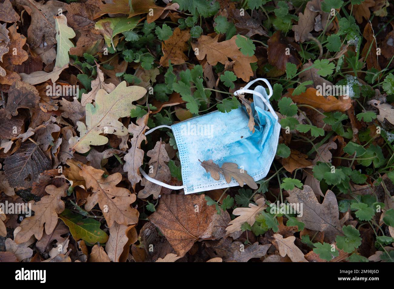 Slough, Berkshire, Großbritannien. 14. Dezember 2022. Verwendete Gesichtsmasken, die von Patienten in einer Hecke außerhalb des Wexham Park Hospital in Slough weggeworfen wurden. Kredit: Maureen McLean/Alamy Stockfoto