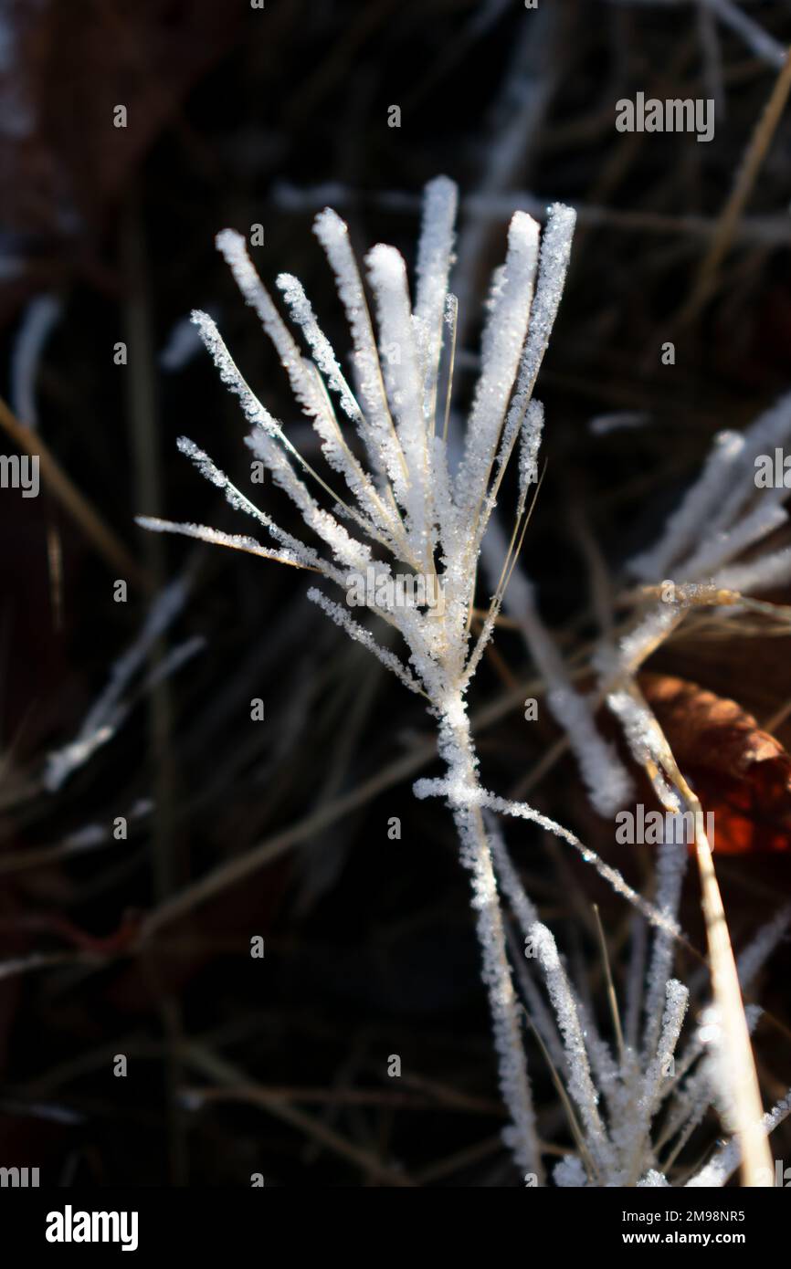 Schnee auf dem Rasen Stockfoto