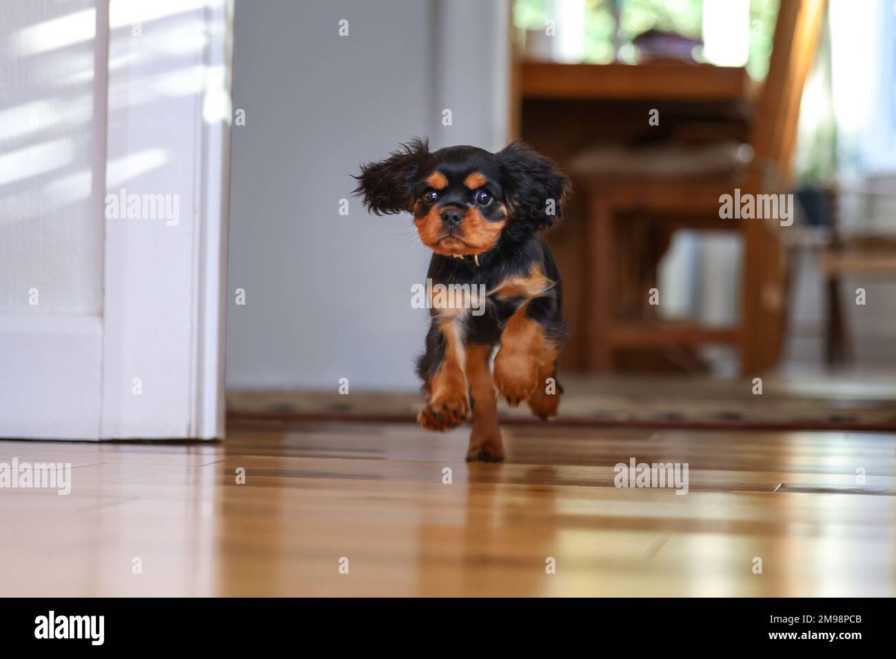 Verspielter Kavalier König Charles Spaniel, der über einen Holzboden läuft. Allgemeine Innenaufnahme, Vorderansicht. Stockfoto