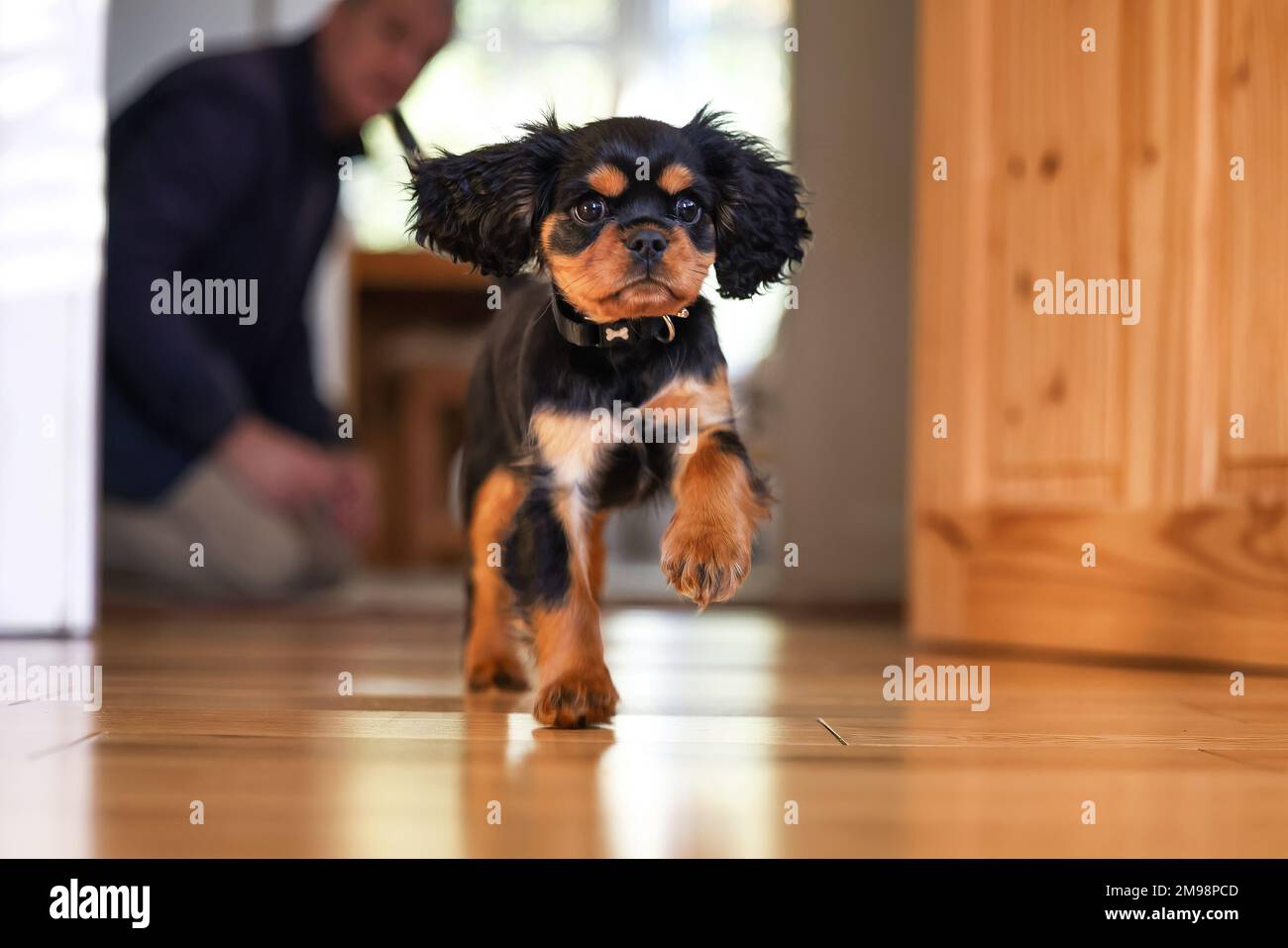 Verspielter Kavalier König Charles Spaniel, der über einen Holzboden läuft. Allgemeine Innenaufnahme, Vorderansicht. Stockfoto