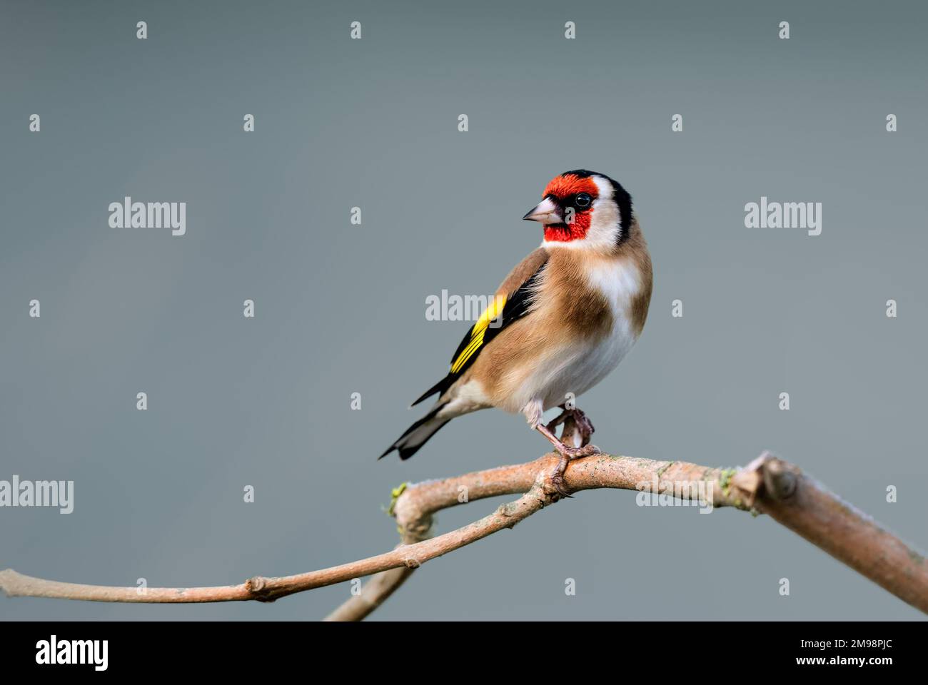 Nahaufnahme eines einzelnen Goldfinchs, der auf einem Ast mit glattem, sauberem Hintergrund steht Stockfoto