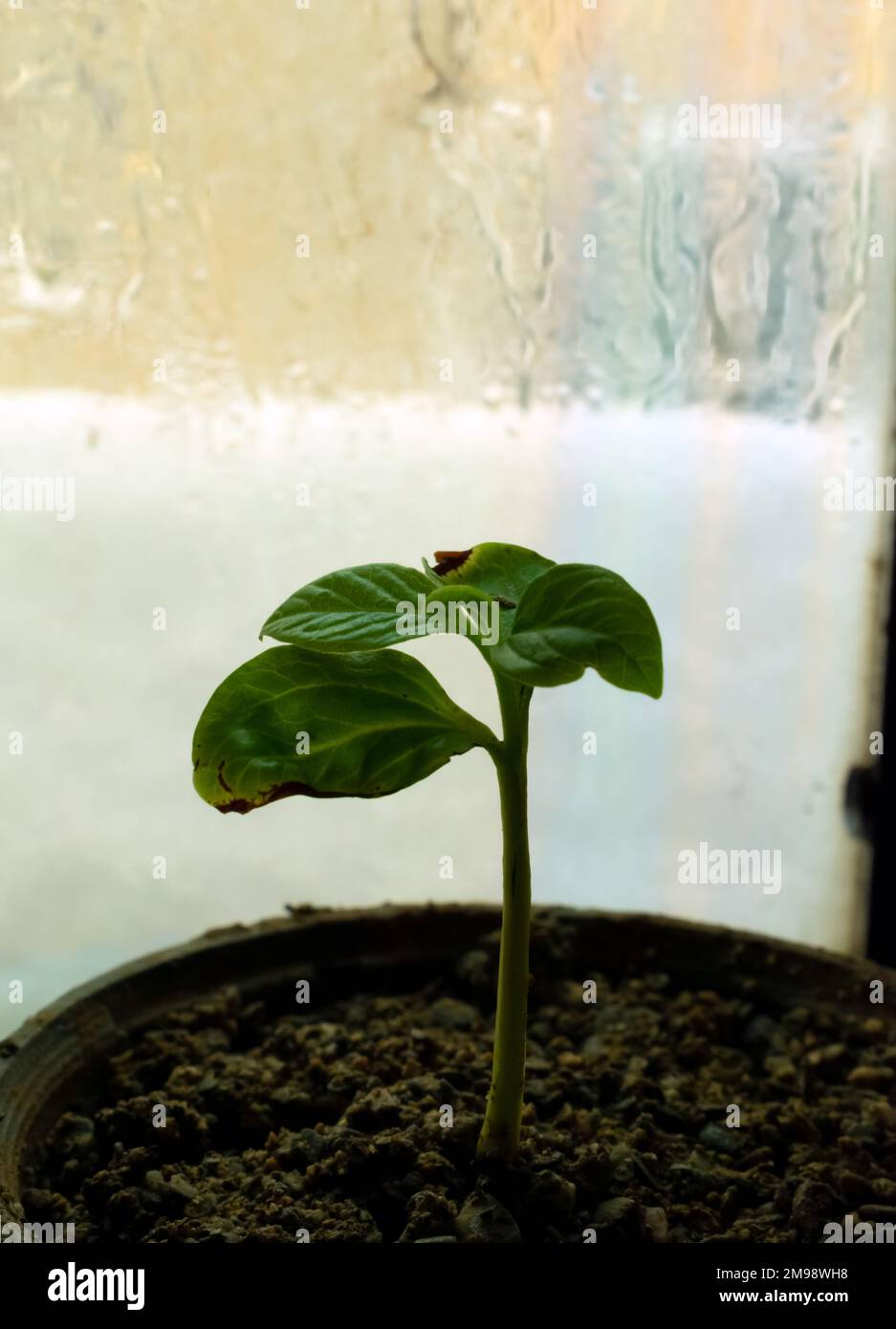 Grüne Blume hinter dem Fenster an verschneiten Tagen Stockfoto