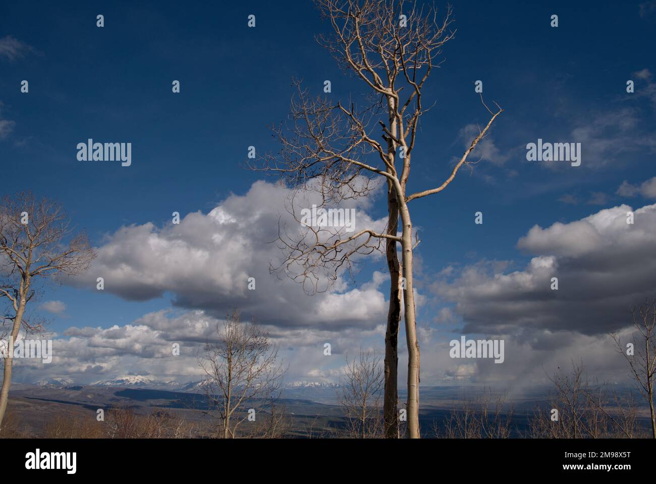 Das blattlose hohe Aspen auf Colorados Grand Mesa mit den West Elk Mountains im Hintergrund Stockfoto
