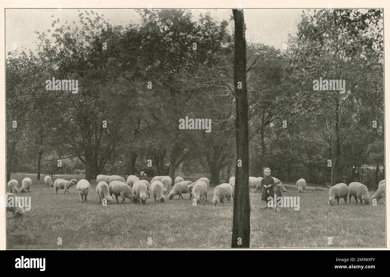 Schafweiden im Washington Park, Chicago, USA. Stockfoto