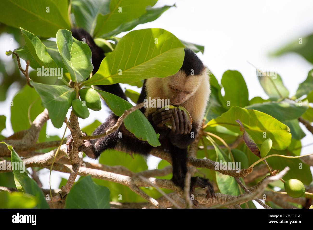 Ein weißer Kapuzineraffe auf einem Baum, der eine wilde Mandel isst. Stockfoto