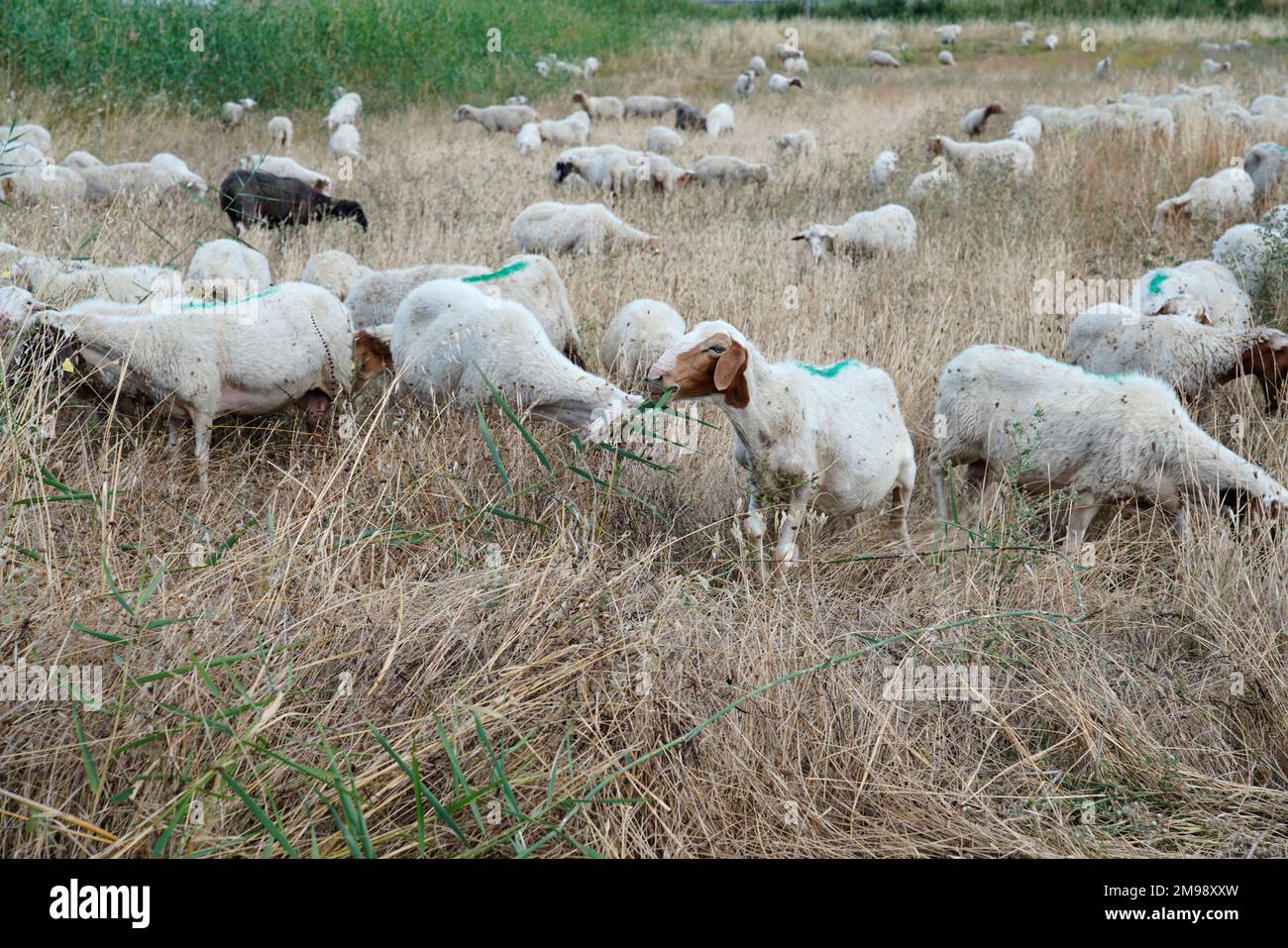 Schafe auf der Weide,Craco,Provinz Matera,Region Basilicata,Italien Stockfoto