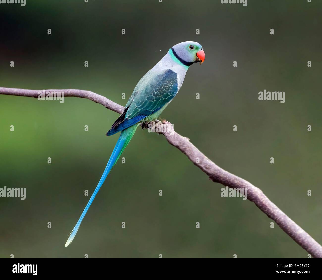 Malabar Parakeet Stockfoto