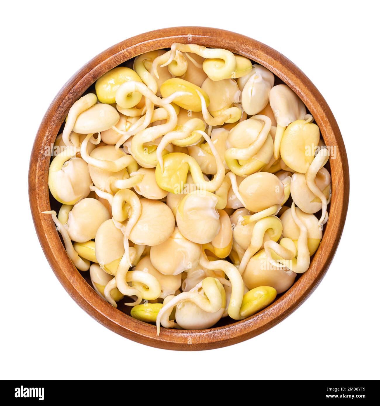 Süße Lupinensprossen, in einer Holzschüssel. Frische, gezüchtete weiße Bohnen oder Ackerlupinen-Bohnen. Lupinus albus, mit niedrigem Gehalt an antinutrienten. Stockfoto