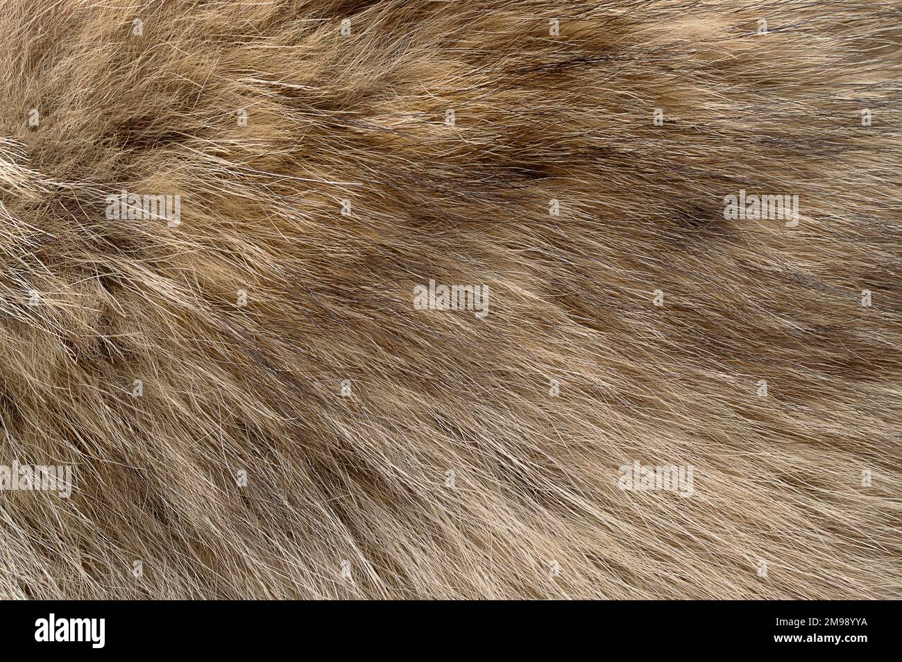 Echtes graues Wolfsfell, Oberfläche. Wolfspelz mit seidigen, flauschigen und buschigen Pelzfasern, hauptsächlich für Schals. Dickes Haarwachstum, das graue Wölfe bedeckt. Stockfoto