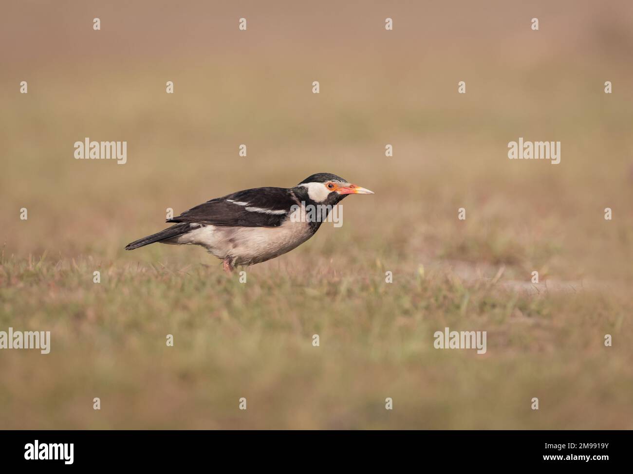 Indische Rattenmyna ist eine Art von Starling, die man auf dem indischen Subkontinent findet. Sie findet sich in der Regel in kleinen Gruppen vor allem auf den Ebenen und in den unteren Ausläufern Stockfoto