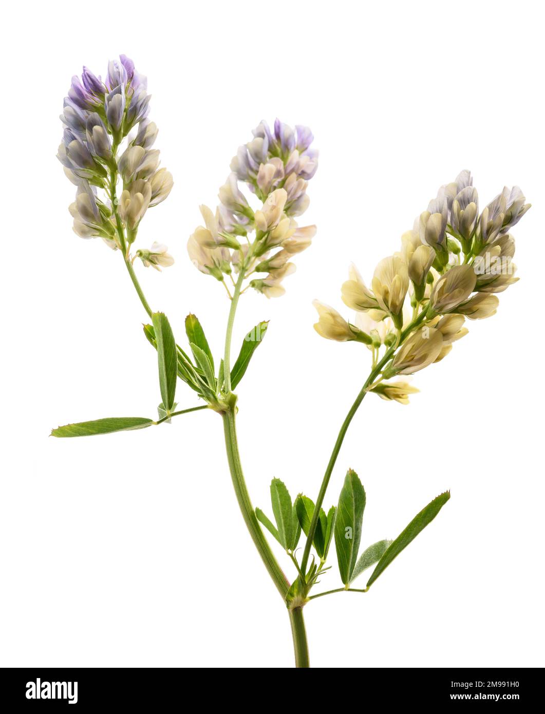 Medicago Sativa Pflanze isoliert auf weißem Hintergrund Stockfoto