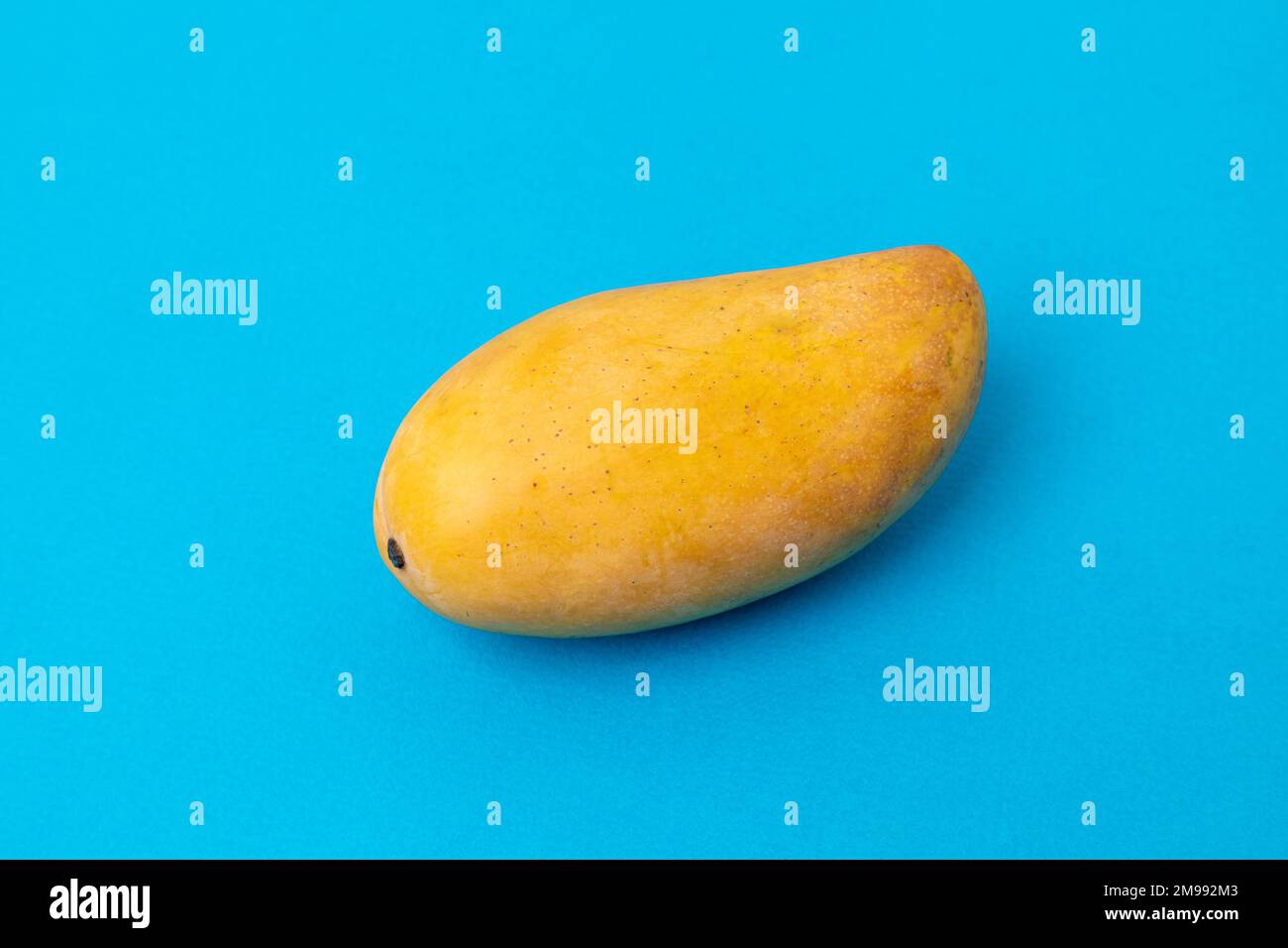 Die ganze Mango mit blauem Hintergrund und Kopierraum Stockfoto