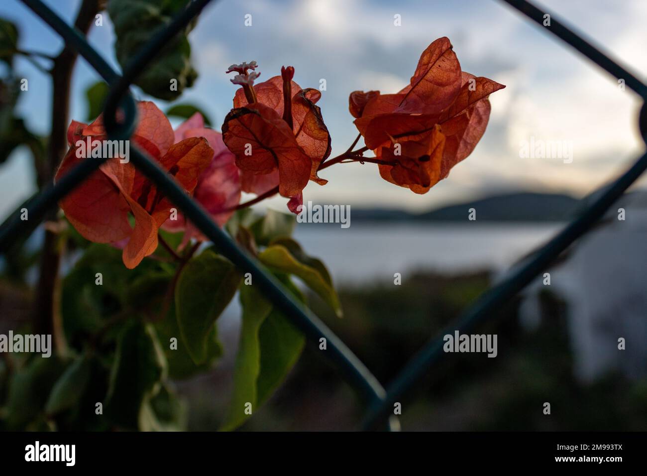 Bougainvillea blüht hinter Drahtzaun mit Mittelmeer im Hintergrund, Mallorca, Spanien, Küstenlage in der Abenddämmerung Stockfoto